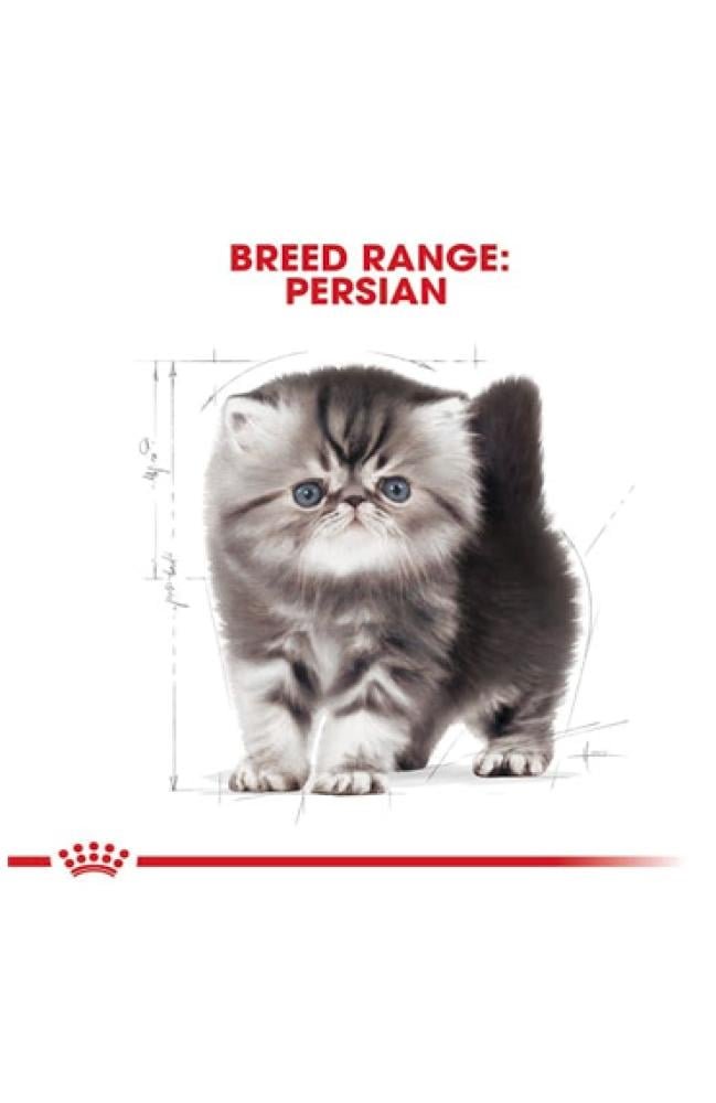 رويال كانين فارسي PERSIAN اكل قطط كتنز فارسية - Image 3