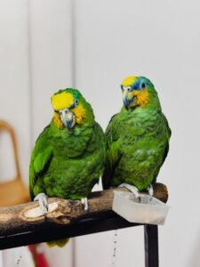 Two vibrant green parrots with yellow markings perched on a wooden bar indoors.