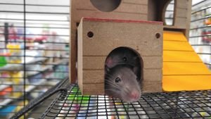 Cute pet rats peeking from a wooden house in a cage, capturing domestic life.