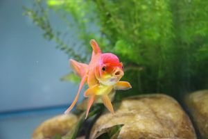Close-up view of a colorful goldfish swimming among aquatic plants in a freshwater tank.